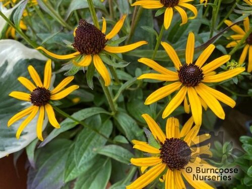 RUDBECKIA 'Little Goldstar'  